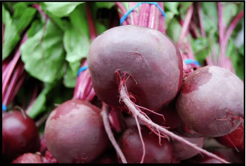 TOXIC MONSANTO GMO BEET CROP