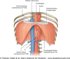 Hiatal Hernia - Diaphragmatic Hernia Unknown