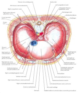 Hiatal Hernia - Diaphragmatic Hernia diaphragm-thoracic-surface