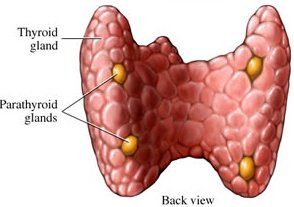 Organic Iodine And Fibrocystic Breast Lumps thyroid_parathyroid
