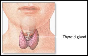 Cholesterol Lies and Truths Tyroid Gland 2