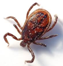 The Hidden Dangers of Bacteria: How to Protect Yourself" is the best choice Unknown-1