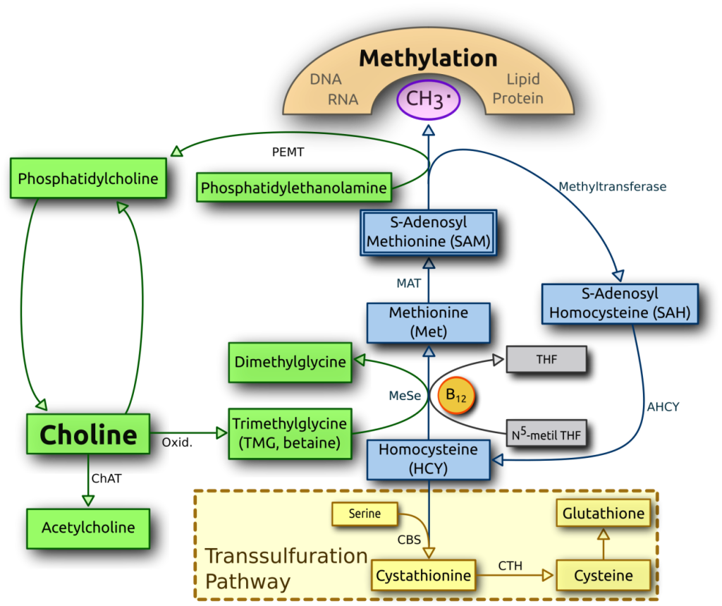 Applied Clinical Nutritionist 2000px-Choline_metabolism-en.svg