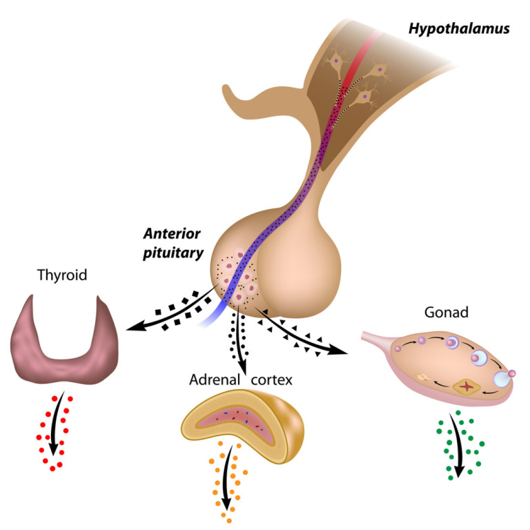 Hormone Expert Depositphotos_12647206_m