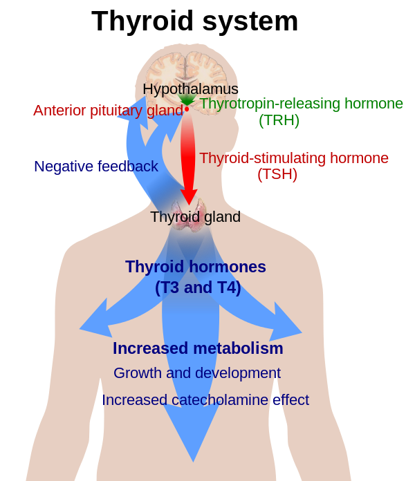 Blood Sugar - Nutrition and Mental Health 600px-Thyroid_system.svg