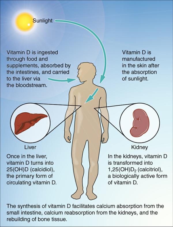 The Dangers of Vegan and Vegetarian Diets 97a16a62744840a8be8ebeb0a08ef386