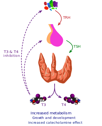 Blood Sugar - Nutrition and Mental Health Metabolism Growth and Blood Sugar