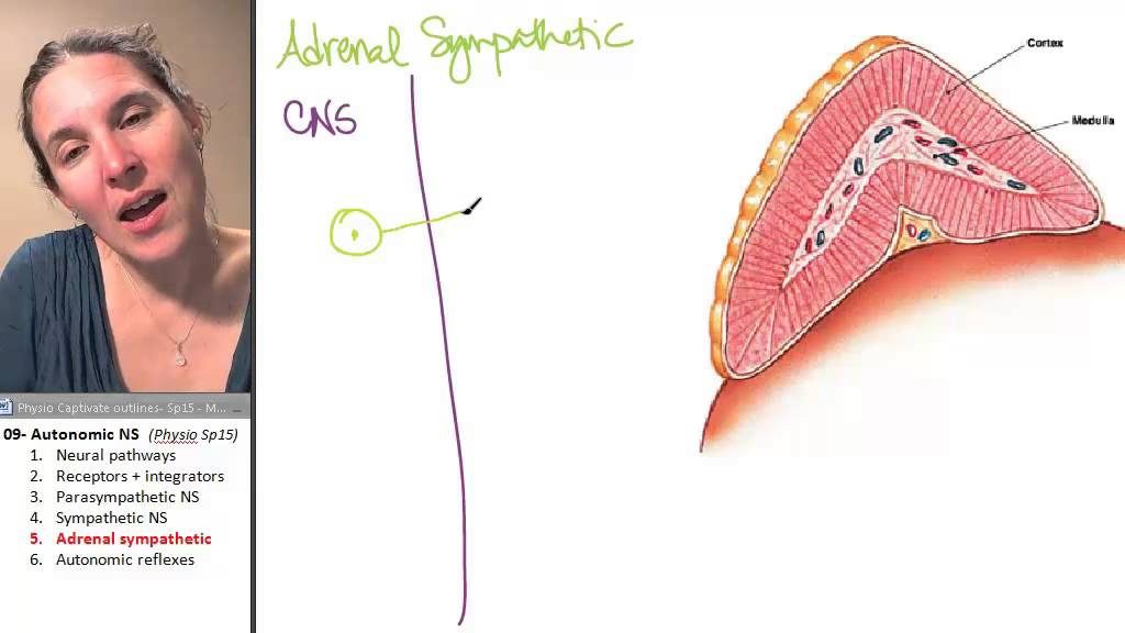 Blood Sugar - Nutrition and Mental Health maxresdefault