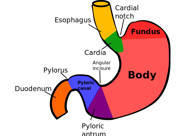 Mouth and Stomach 600px-Regions_of_stomach.svg
