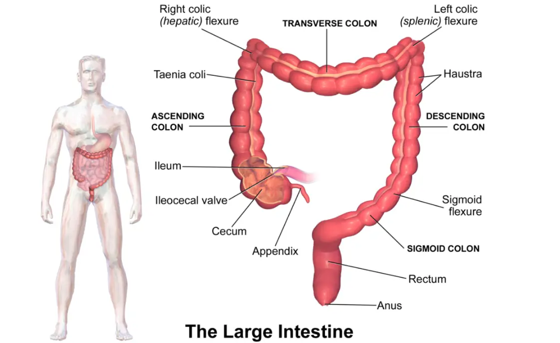 Micro biome / Meal Suggestions / Allergies / Immunoglobins Blausen_0604_LargeIntestine2