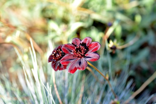 Flowers 7e9a1eeadf714b4da7e6beb871da486e