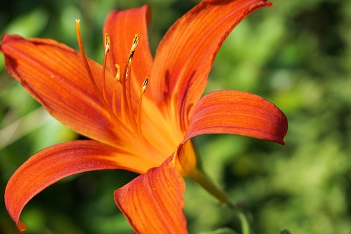 Flowers flower-1557979__340