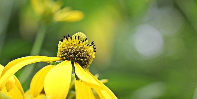 Flowers sun-brews-1569067__340