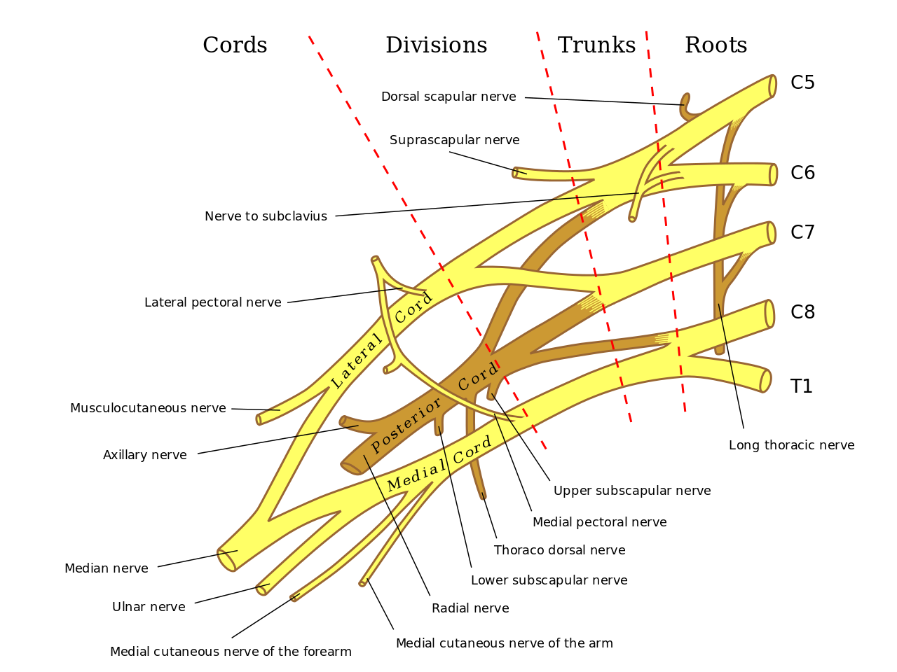 Do You Suffer from Nerve Pain? 1280px