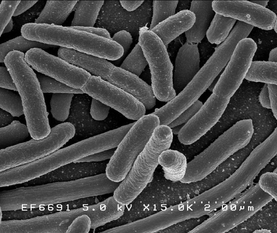 San Rafael Chiropractor Dr. Ilya Review about The Microbiome Microbiome