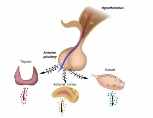 Thyroid Health Warning: 5 Hidden Dangers of Hair Gel and Perfume Thyroid