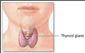 10 Hormone Myths