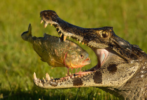 1369605908_crocodile-eat-Piranha1