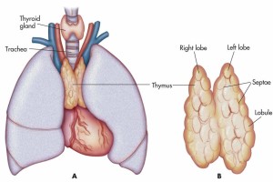 DO YOU HAVE A HEALTHY THYROID GLAND? 14755_07_10_12_2_57_16_93139451