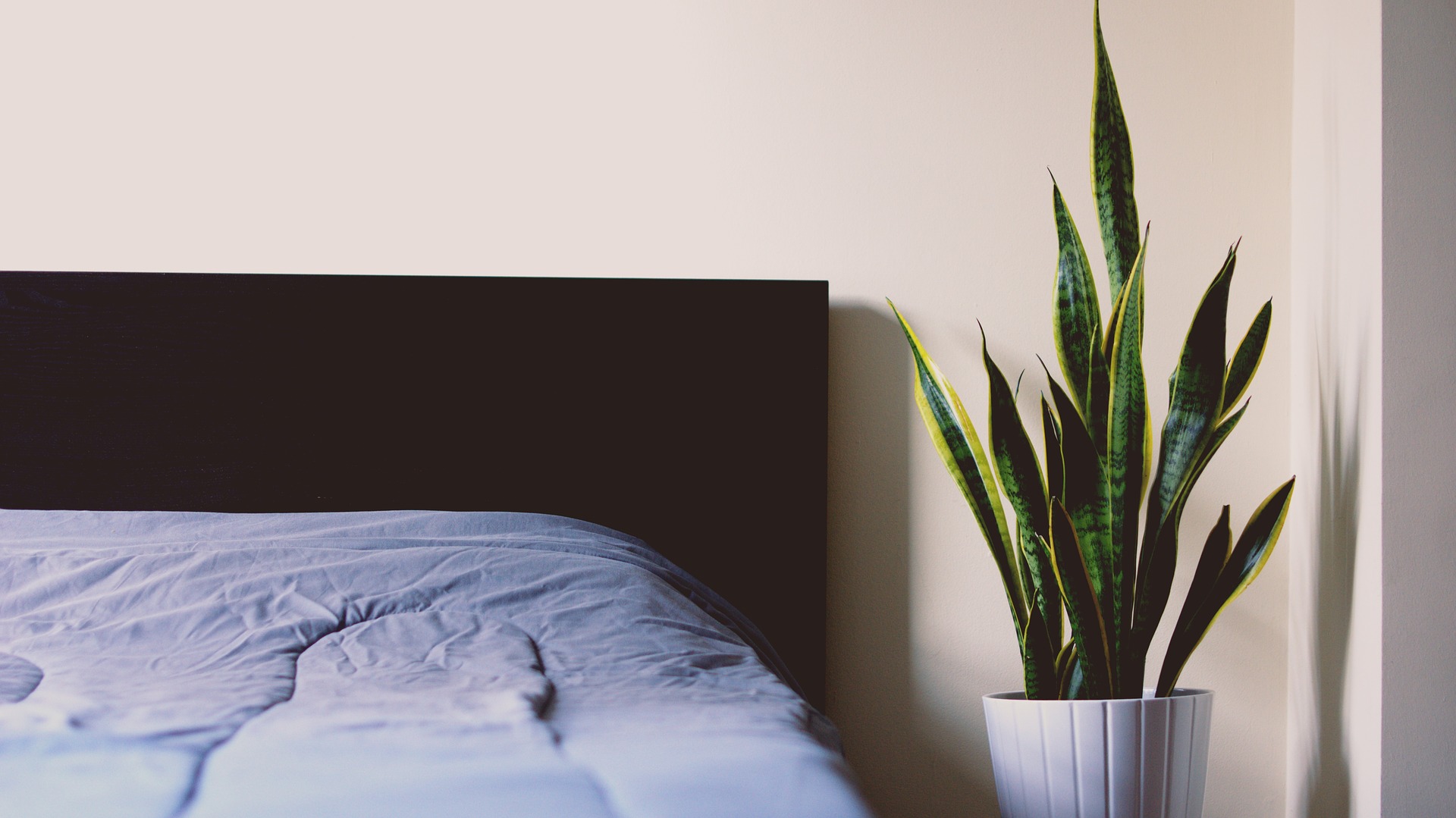 "Green" Mattress Certifications and What They Mean Bed with plant