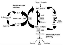 DO OUR GENES BE CAUSING US TO CONTRACT DISEASES? Homocysteine-Metabolic-Pathways-Figure_2-big1
