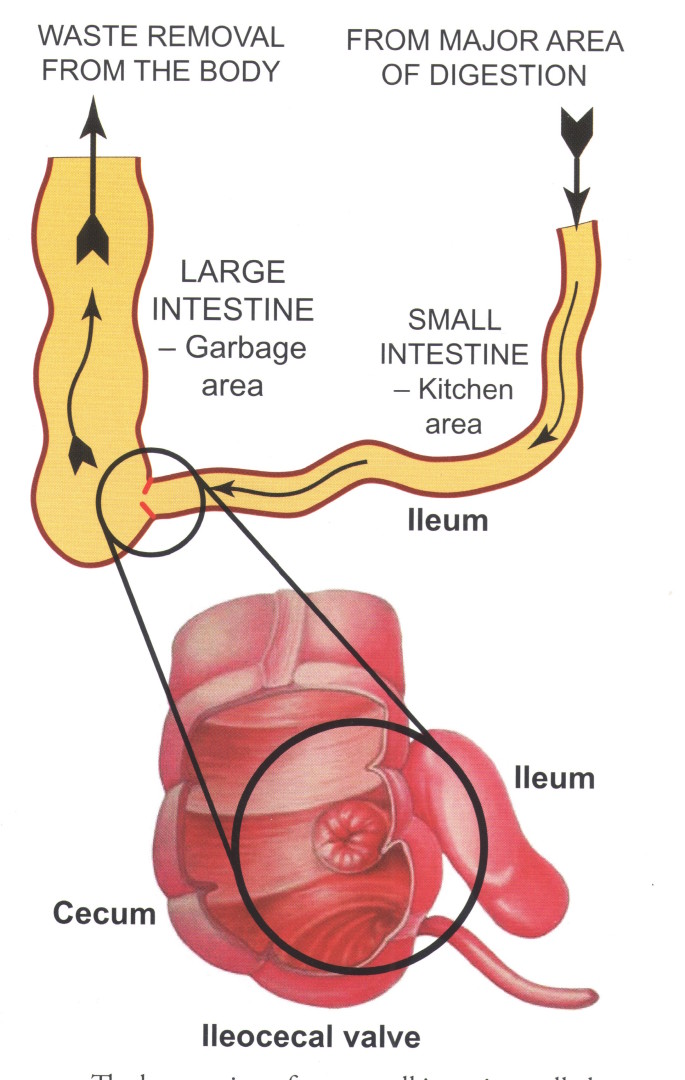 Importance of the ICV Scan 1
