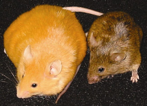 DO OUR GENES BE CAUSING US TO CONTRACT DISEASES? agoutimice4251