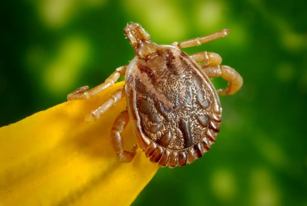 Lyme Disease