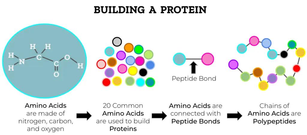 What Are the Real Reasons You Need More Protein in Your Diet? Basic Protein Structure