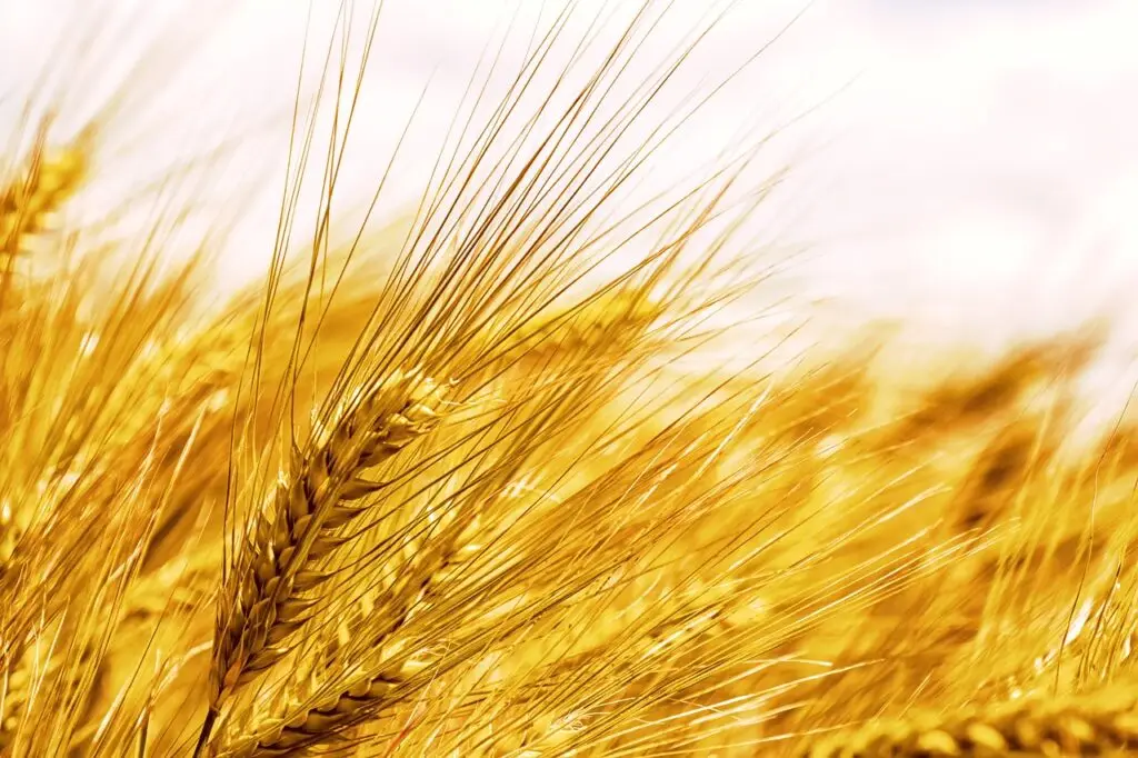 Could Your Favorite Foods Be Secretly Harming You? wheat