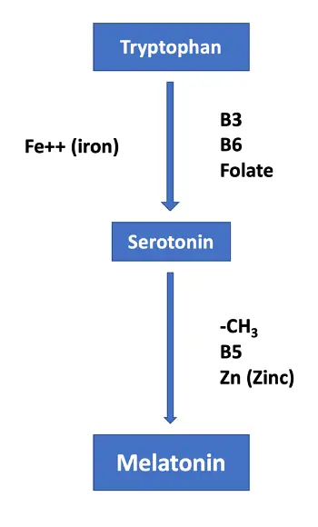 Is Zinc the Missing Link to Your Digestive Health and Sleep Quality? p257fig15 copy