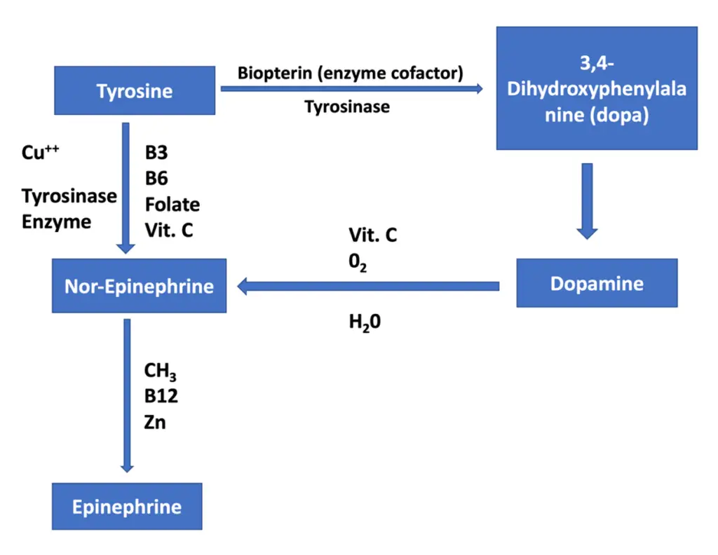 Is Zinc the Missing Link to Your Digestive Health and Sleep Quality? p278fig18 copy