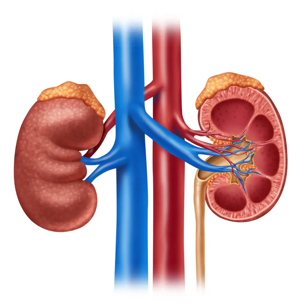 The Science of Stress Treatment: 5 Powerful Techniques for Immediate Relief Adrenal Glands on top of the Kidneys