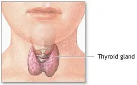 5 Surprising Causes of Belly Fat and Natural Belly Fat Treatments You Need to Know Thyroid