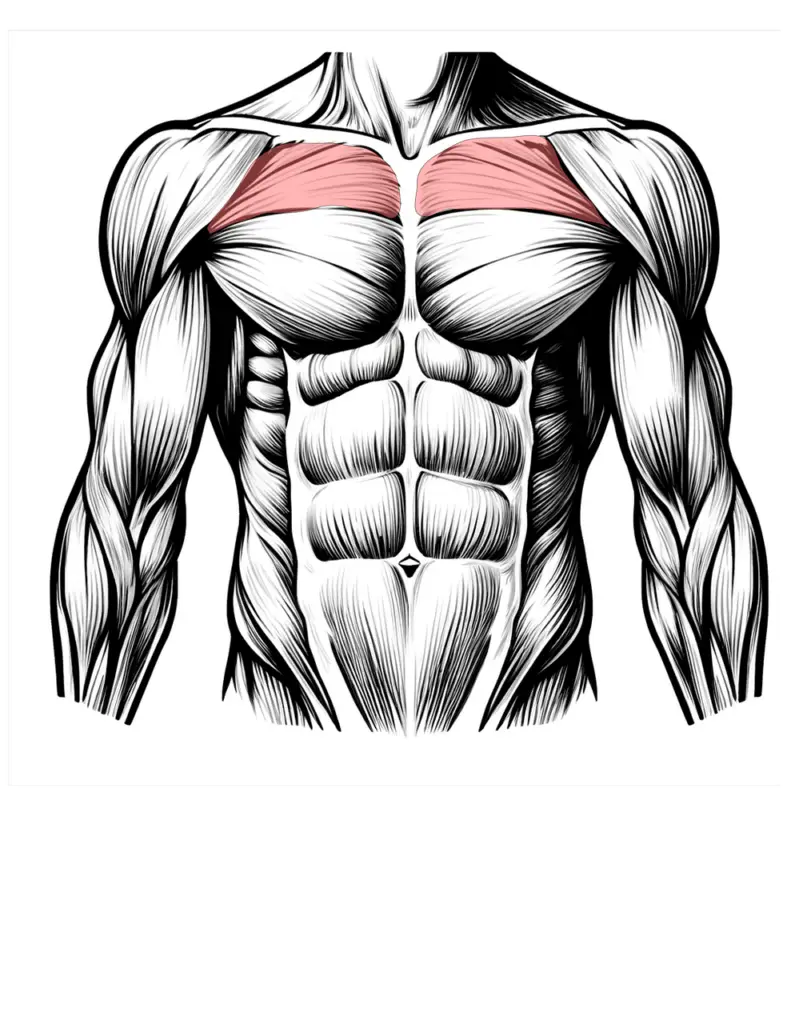 What Do Your Muscles Reveal About Your Overall Health? Muscles Reveal About Your Overall Health