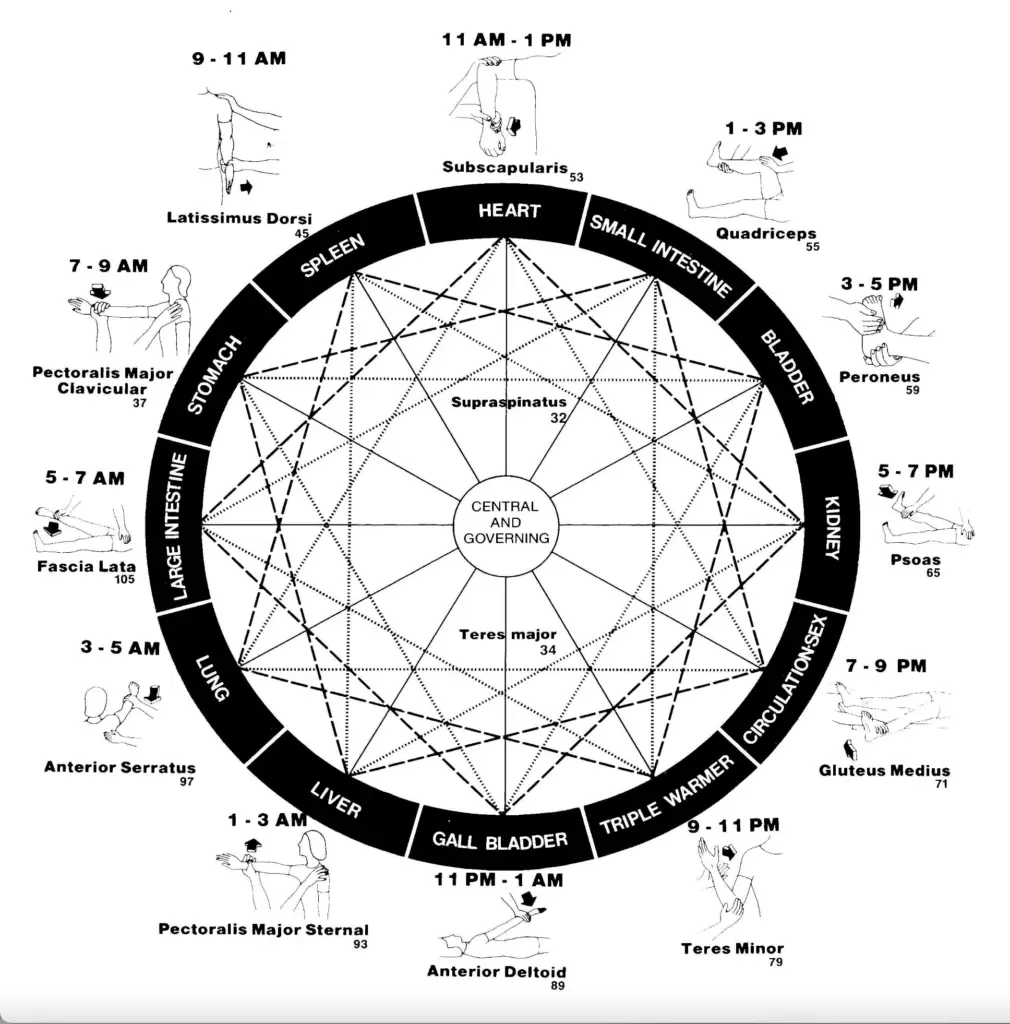 What Do Your Muscles Reveal About Your Overall Health? p246fig14b