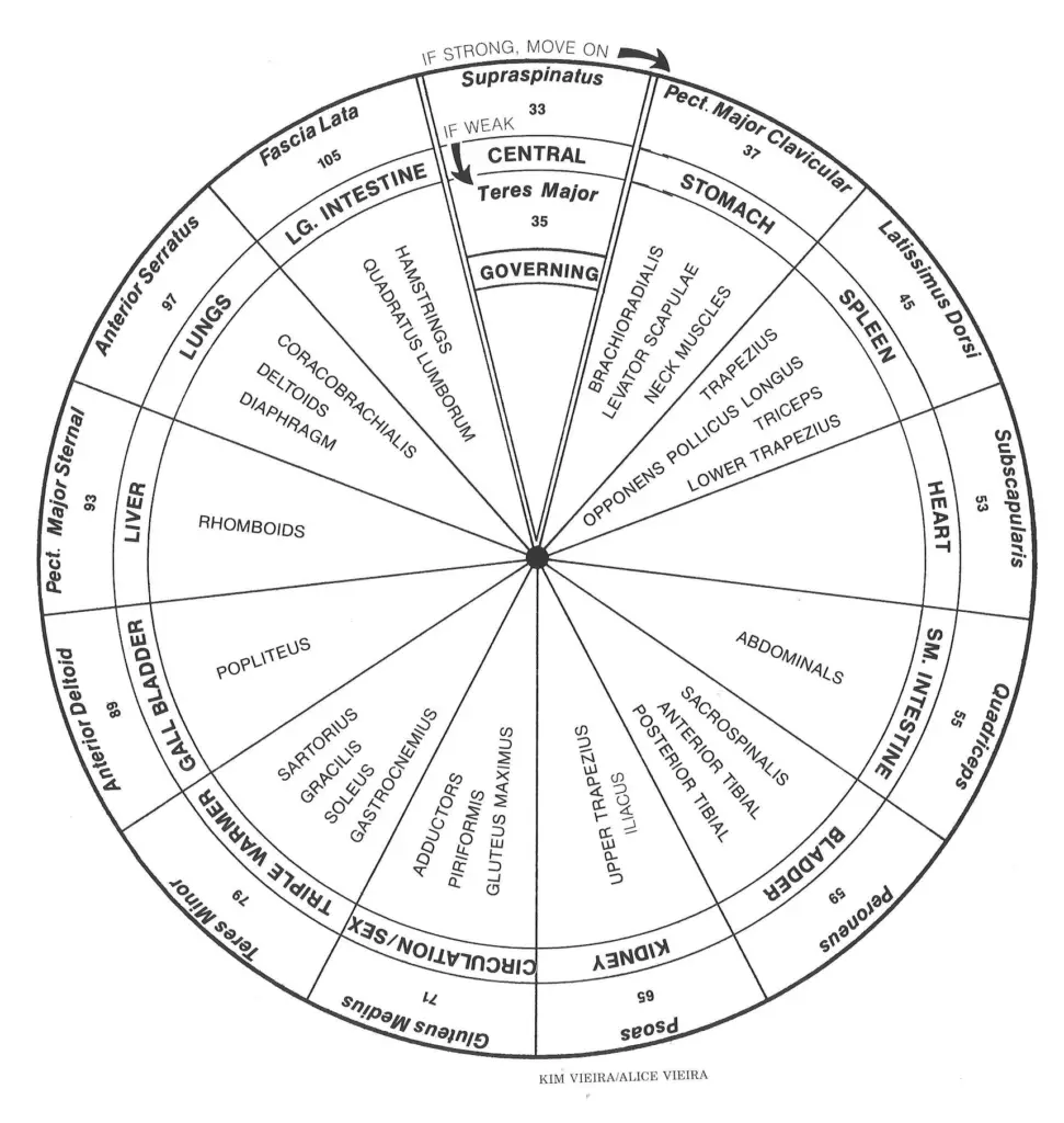 What Do Your Muscles Reveal About Your Overall Health? p247fig14c