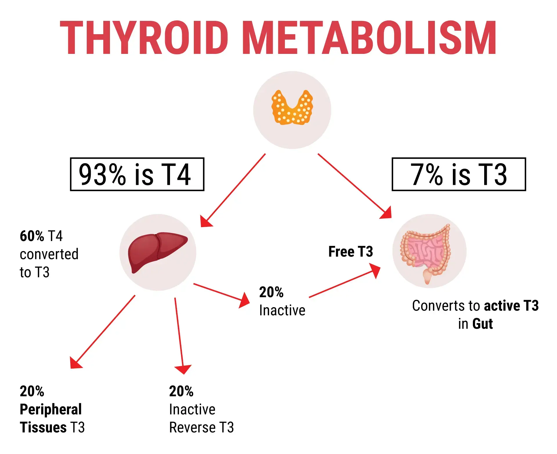 Infertility Questions Answered - Lab Work 06 Thyroid Metabolism Colored