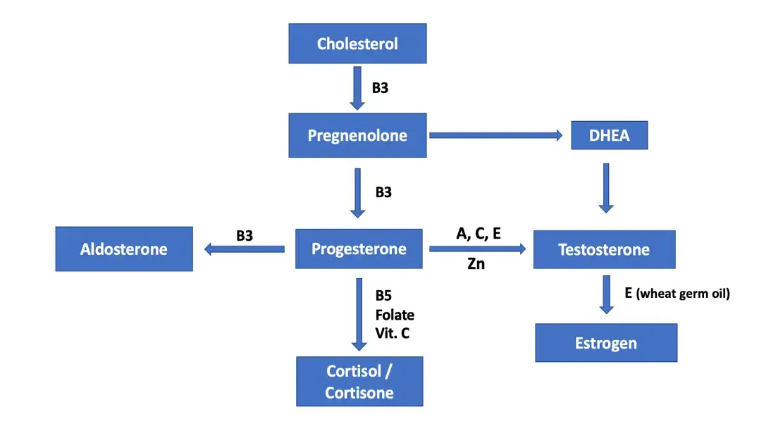 Infertility Questions Answered - Lab Work p376fig24