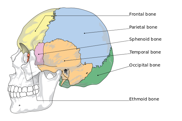 7 Chakras for Natural Hormone Balance 600px Cranial bones en.svg