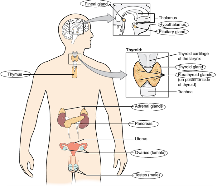 Thyroid Problems, Fatigue & Brain Fog: The Hidden Dangers of Hair Gel and Perfume image1 10