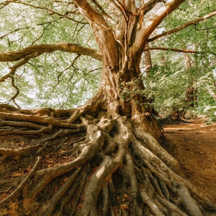 functional medicine
